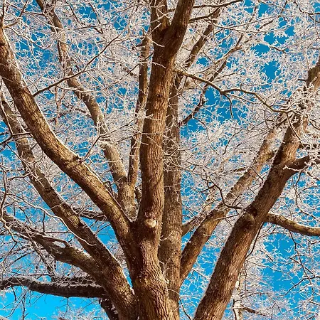 منزل للإقامة La Maison Sycomorette *