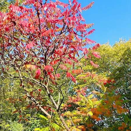 La Maison Sycomorette *