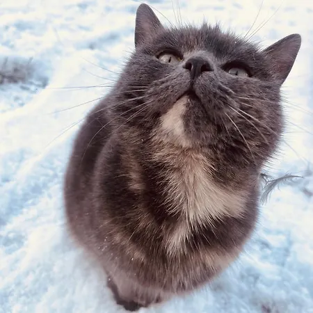 منزل للإقامة La Maison Sycomorette Courcival