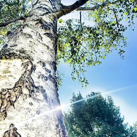 La Maison Sycomorette *