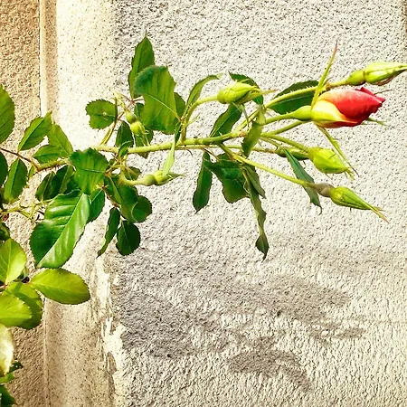 La Maison Sycomorette בית אירוח Courcival
