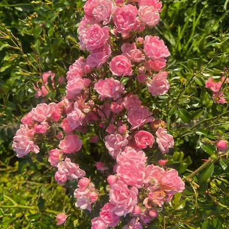 בית אירוח La Maison Sycomorette
