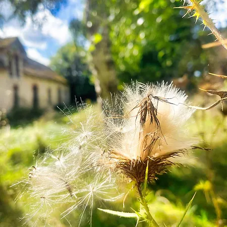 La Maison Sycomorette * Courcival