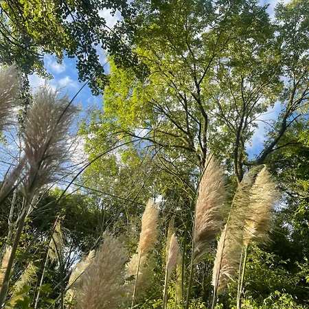 La Maison Sycomorette Courcival