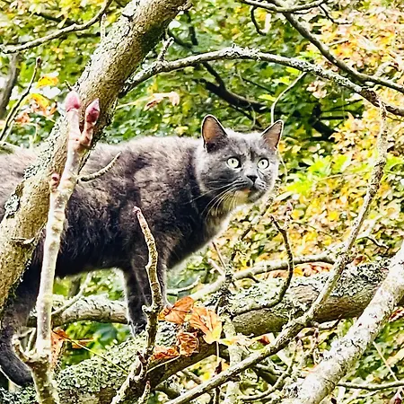La Maison Sycomorette