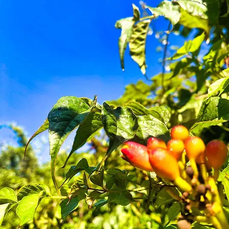 La Maison Sycomorette *