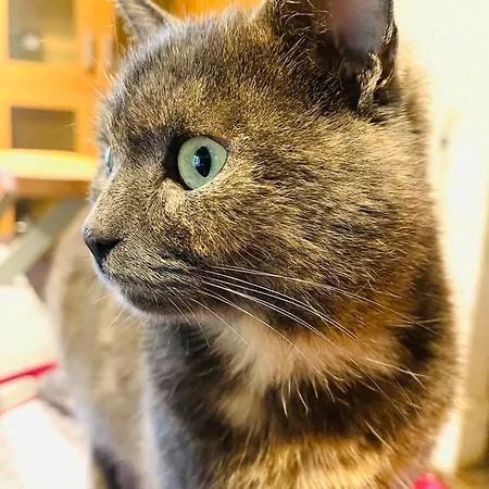 La Maison Sycomorette * Courcival