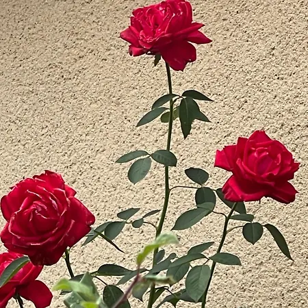 La Maison Sycomorette *