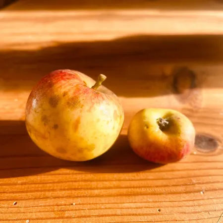 منزل للإقامة La Maison Sycomorette