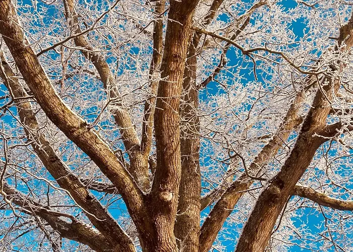 홈스테이 La Maison Sycomorette *