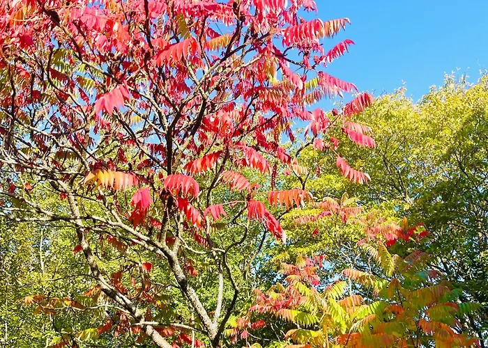 La Maison Sycomorette *