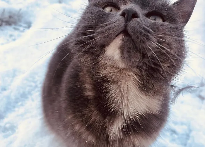 홈스테이 La Maison Sycomorette Courcival