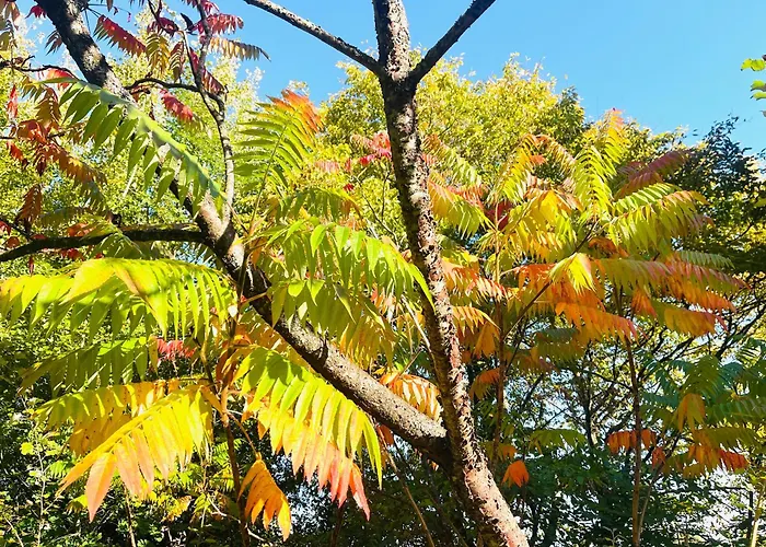 La Maison Sycomorette * Courcival