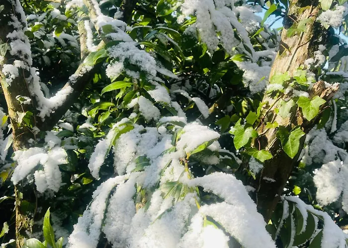 홈스테이 La Maison Sycomorette *