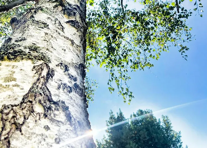 La Maison Sycomorette *