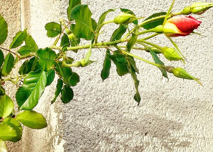 La Maison Sycomorette 홈스테이 Courcival