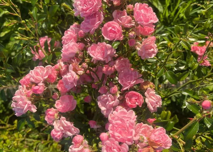 홈스테이 La Maison Sycomorette