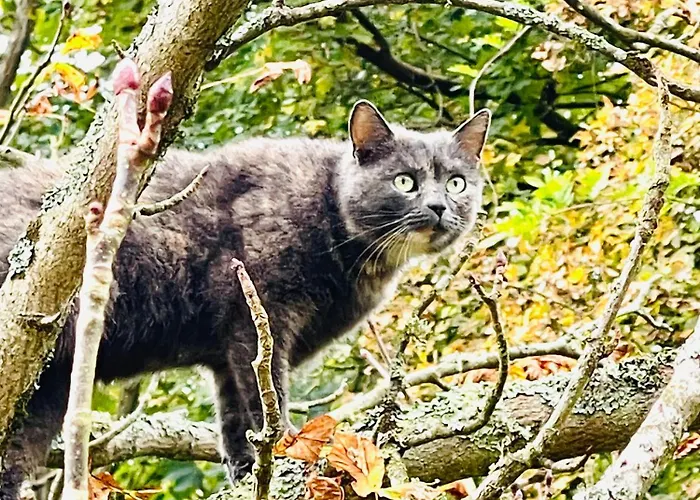 La Maison Sycomorette