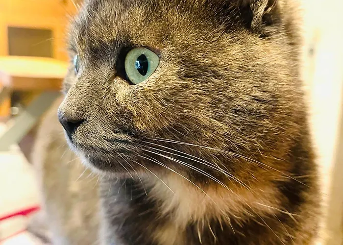 La Maison Sycomorette * Courcival