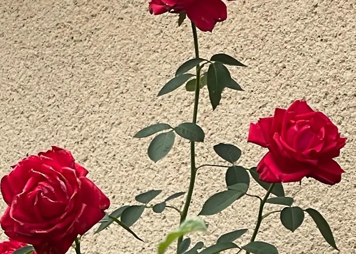 La Maison Sycomorette *