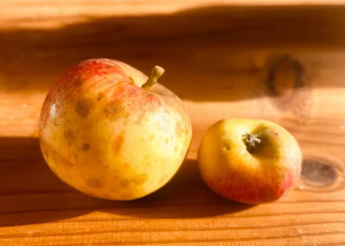 홈스테이 La Maison Sycomorette